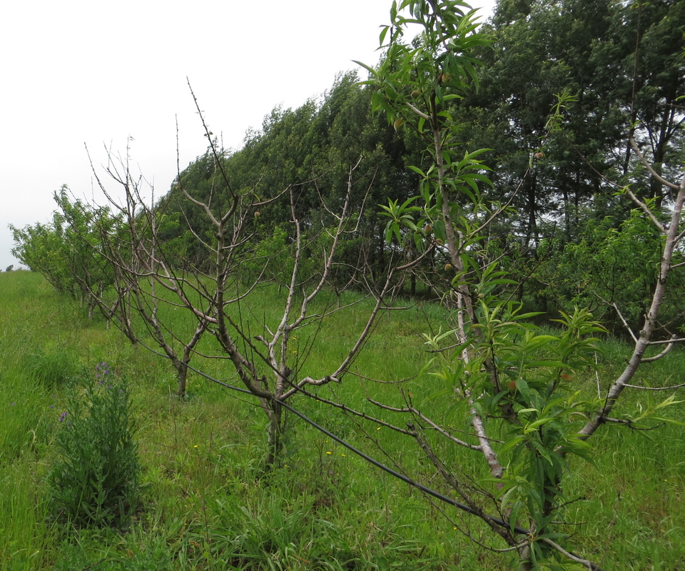 Plantas parcialmente ou totalmente mortas devido a morte-precoce do pessegueiro