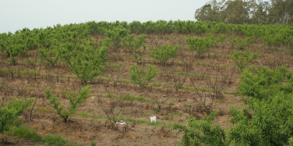 Pomar de pessegueiro com plantas severamente afetadas pela morte-precoce do pessegueiro na primavera