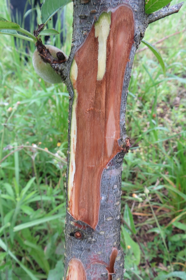 Corte de ramos de plantas afetadas pela morte-precoce do pessegueiro apresentando necrose interna da casca