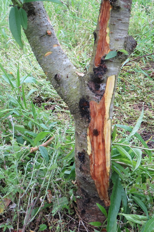 Corte do tronco de planta afetada pela morte-precoce do pessegueiro apresentando necrose interna da casca
