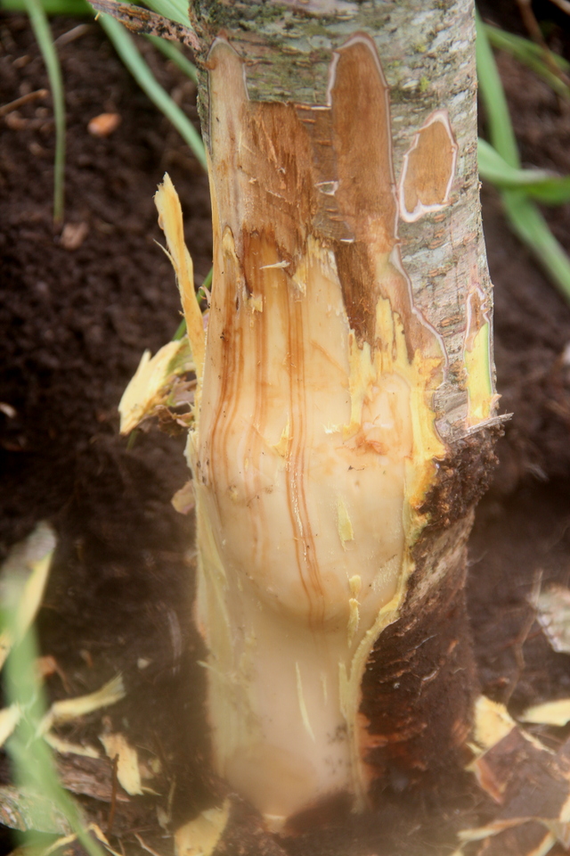 Necrose da casca da região do tronco em planta com morte-precoce do pessegueiro