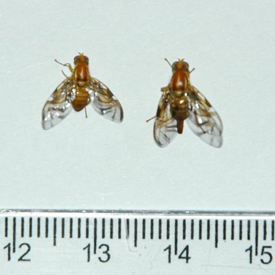 Macho (esquerda) e fêmea (direita) da mosca-das-frutas-sulamericana <i>Anastrepha fraterculus</i>