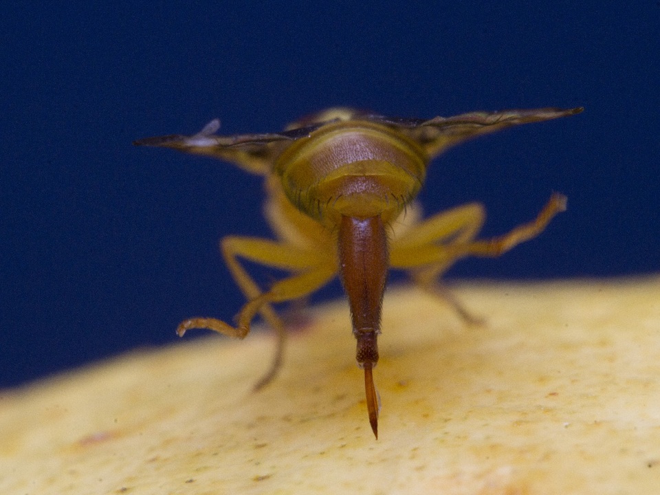 Detalhe do ovopositor da mosca-das-frutas-sulamericana <i>Anastrepha fraterculus</i> pronto para perfurar o fruto