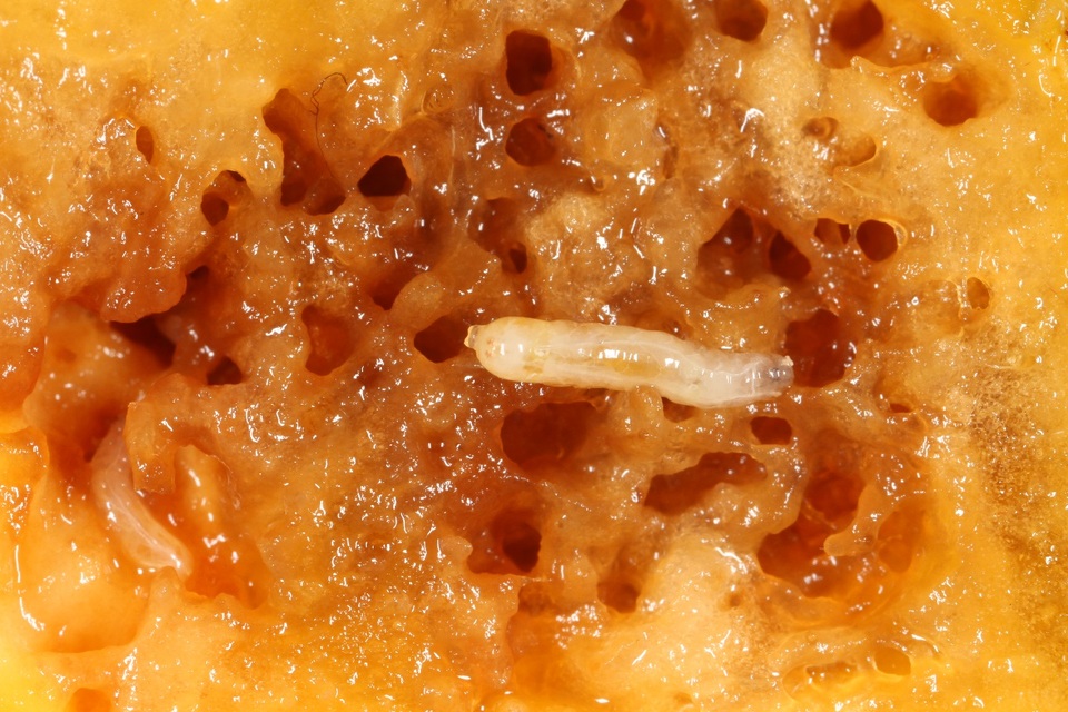 Fruto de pêssego com galerias formadas pela alimentação de larva de mosca-das-frutas <i>Anastrepha fraterculus</i>