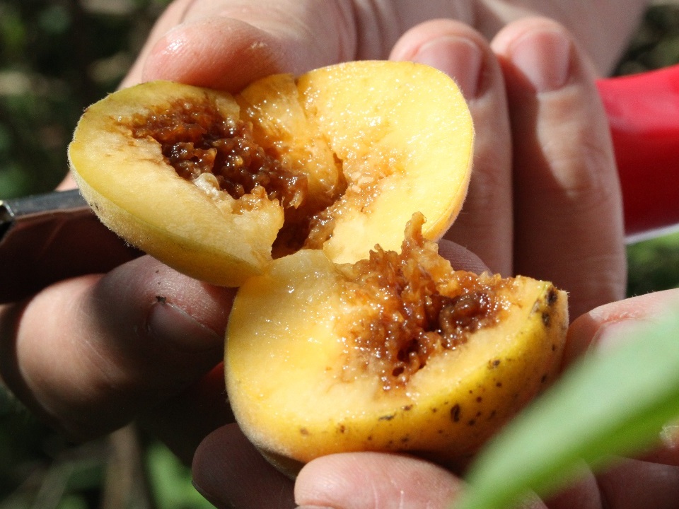 Fruto deteriorado internamente, com a polpa escurecida e formação de galerias, pela atividade das larvas de mosca-das-frutas