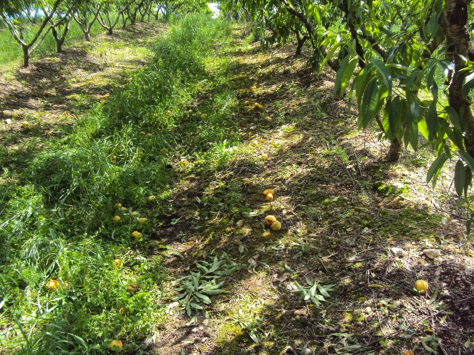 Pomar de pessego com frutos caídos, muitos dos quais pelo ataque da mosca-das-frutas <i>Anastrepha fraterculus</i>