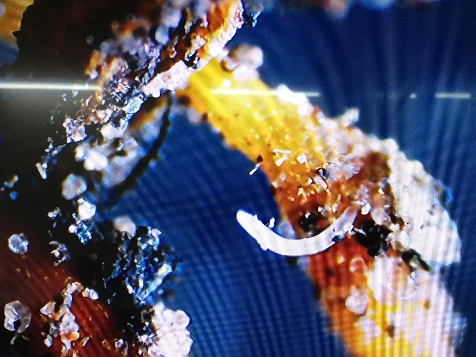 Nematoide-anelado <i>Mesocriconema xenoplax</i> alimentando-se de raízes de pessegueiro