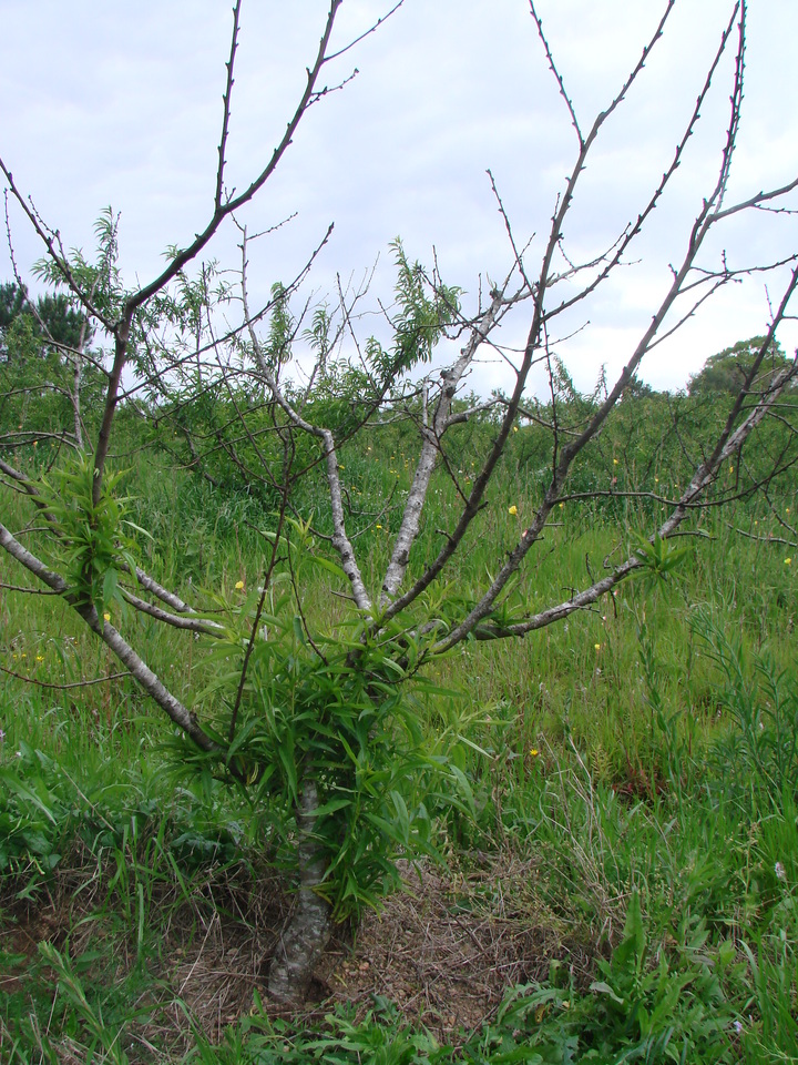 Planta de pessegueiro com ramos secos e brotação tardia na parte interna da copa e nos ramos mais grossos, devido a PTSL