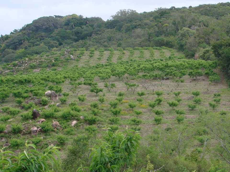 Pomar de pessegueiro com mancha de plantas mortas, devido a PTSL