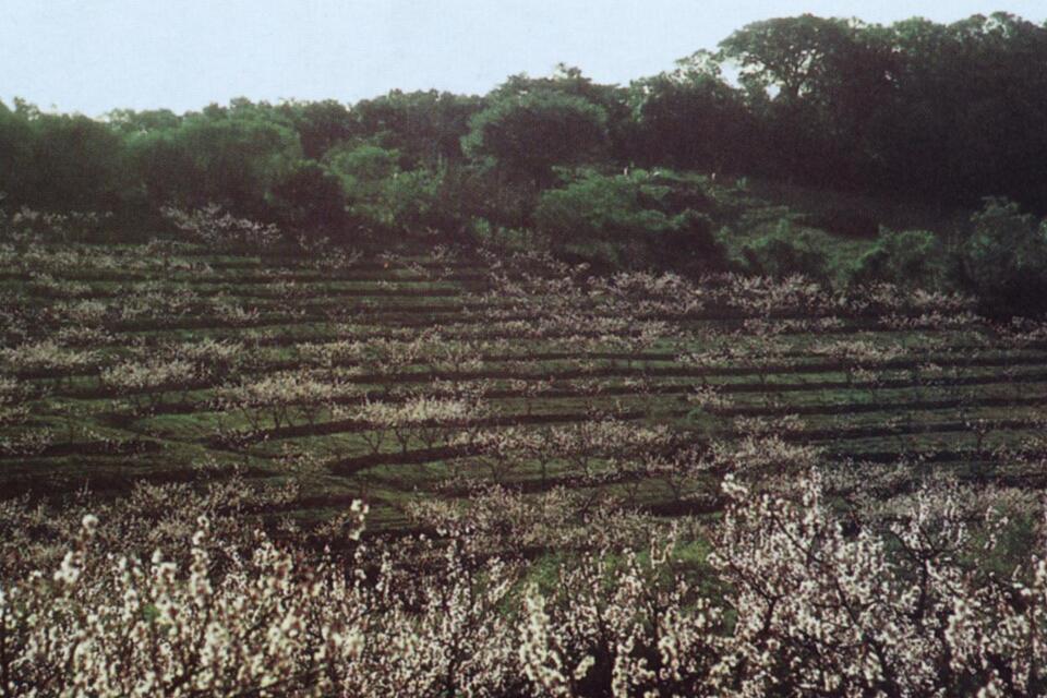 Pomar de pessegueiro em declínio com mancha de plantas apresentando brotação e floração anormais