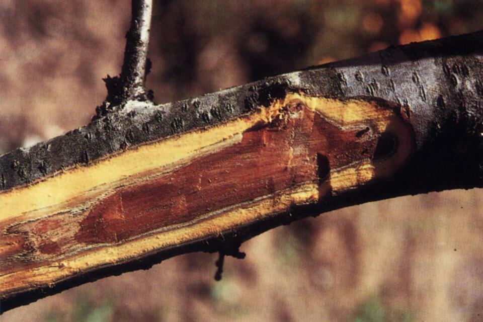 Ramos lenhosos com zonas alternadas de tecido sadio e escurecido