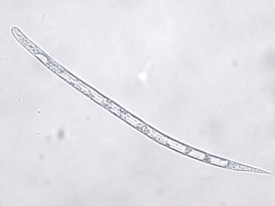 Juvenil de segundo estádio de <i>Meloidogyne morocciensis</i>, fase vermiforme e infectiva do nematoide-das-galhas