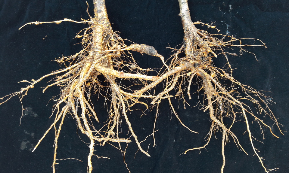 Raízes de pessegueiro com galhas causadas por <i>Meloidogyne morocciensis</i>