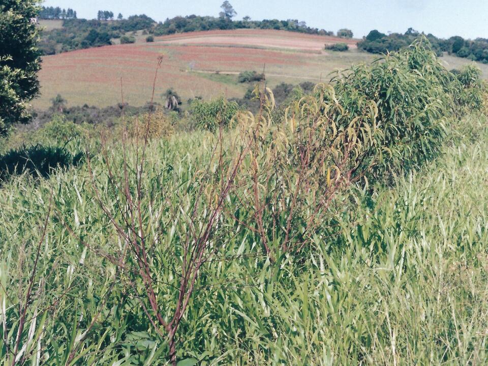 Plantas de pessegueiro parasitadas por <i>Meloidogyne javanica</i> com sintomas de enfraquecimento e desfolhamento