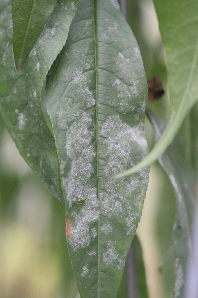 Folha com formação de massa pulverulenta de cor branca, causada por oídio