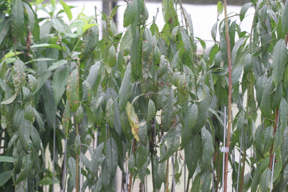 Folhas com formação de massa pulverulenta de cor branca, clorose e necrose, causadas por oídio