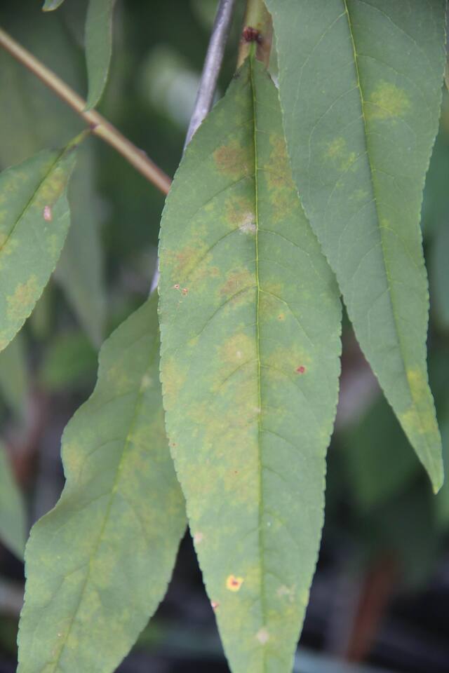 Folha com clorose e início de necrose, causadas por oídio