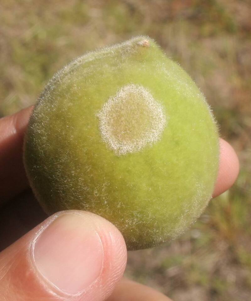Fruto de pessegueiro com formação de massa pulverulenta de cor branca, causada por oídio