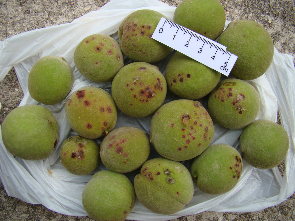Frutos verdes de pessegueiro com danos na face mais exposta ao vento, por ferimentos de partículas de solo carregadas durante um vendaval