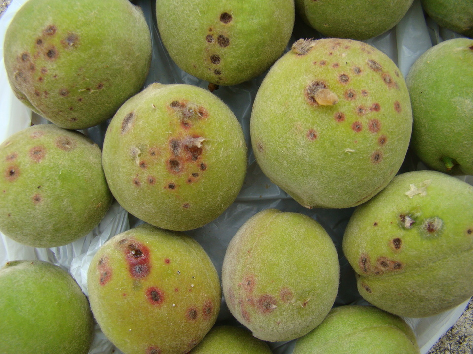 Frutos verdes de pessegueiro com danos na face mais exposta ao vento, por ferimentos de partículas de solo carregadas durante um vendaval; em alguns ferimentos, ocorreu a exsudação de gomas (resinas)