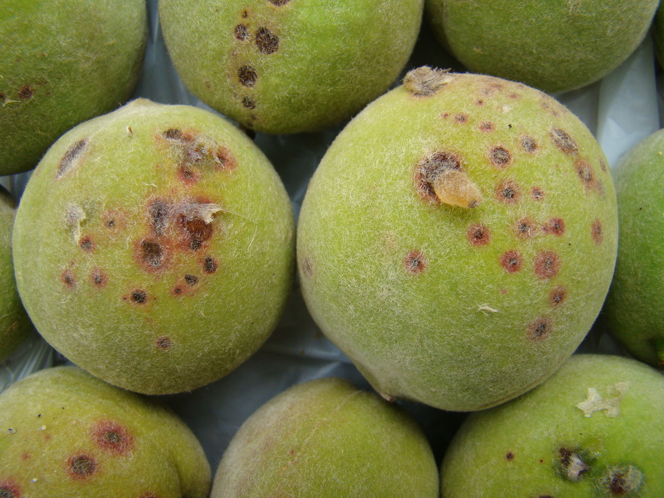 Frutos verdes de pessegueiro com danos na face mais exposta ao vento, por ferimentos de partículas de solo carregadas durante um vendaval; em alguns ferimentos, ocorreu a exsudação de gomas (resinas)