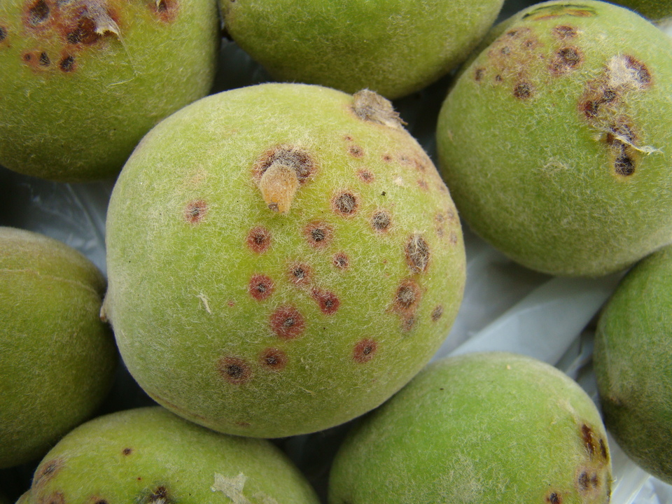 Frutos verdes de pessegueiro com danos na face mais exposta ao vento, por ferimentos de partículas de solo carregadas durante um vendaval; em alguns ferimentos, ocorreu a exsudação de gomas (resinas)