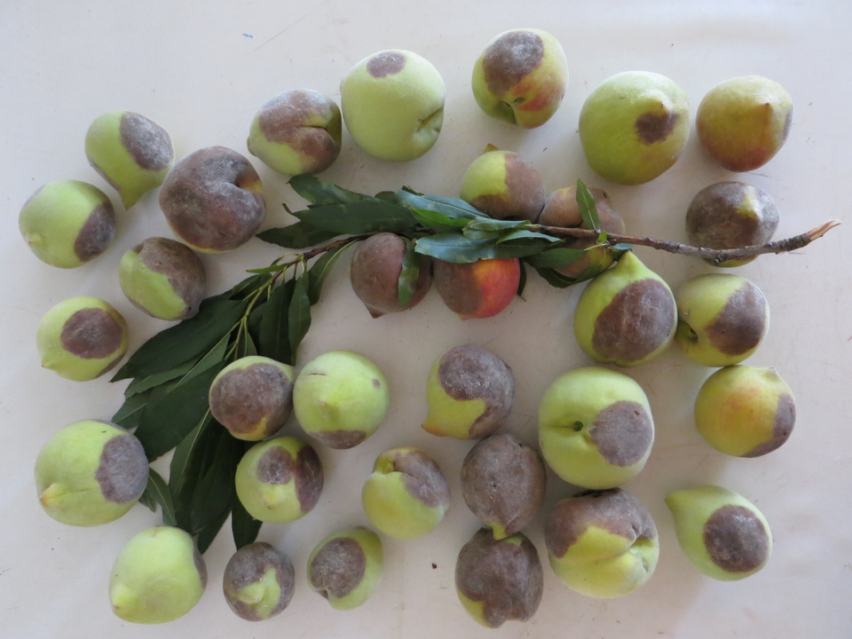 Frutos com podridão de fitóftora