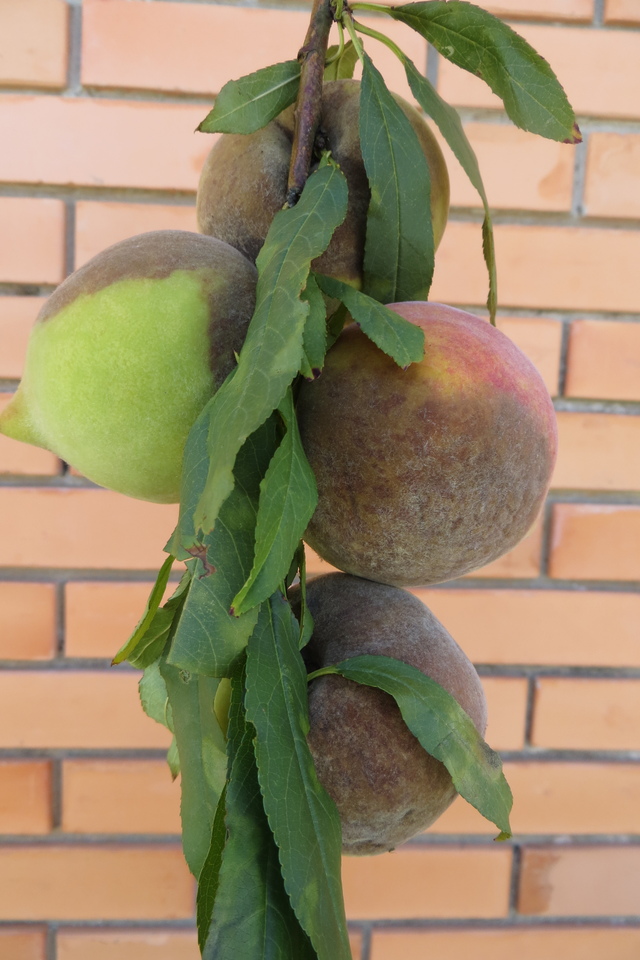 Frutos com podridão de fitóftora
