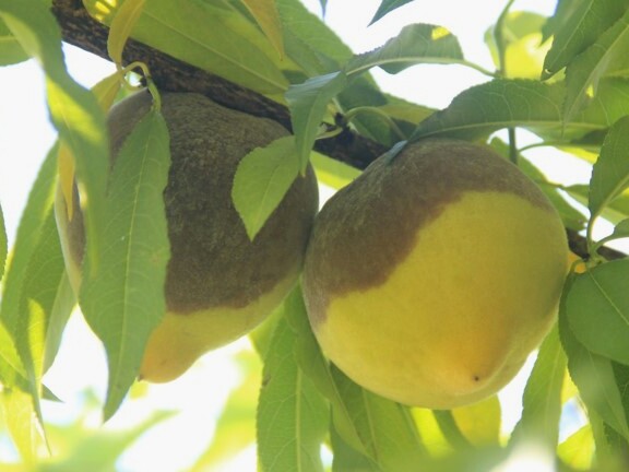 Frutos com podridão de fitóftora na planta de pessegueiro