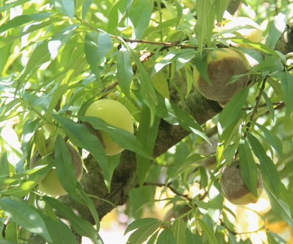 Frutos com podridão de fitóftora na planta de pessegueiro