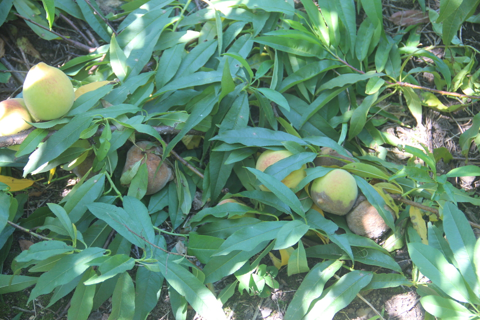 Frutos com podridão de fitóftora em galhos de pessegueiro quebrados e encostados no chão
