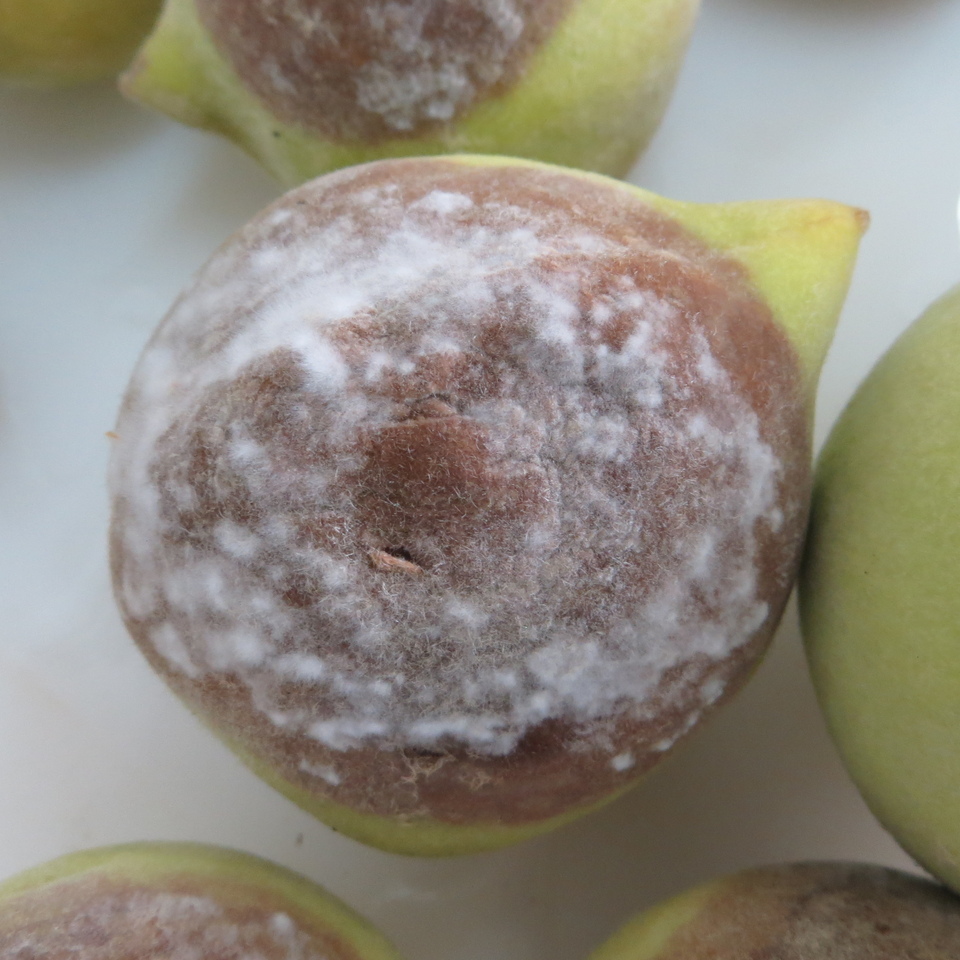 Fruto com podridão de fitóftora com formação de micélio branco na superfície da lesão