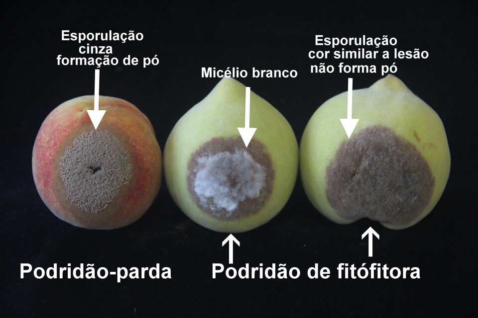 Diferença entre sintomas de podridão-parda e podridão de fitóftora: na podridão-parda há formação de esporos de aspecto pulvurulento de cor cinza, enquanto na podridão de fitóftora não há esporulação semelhante, somente formação de micélio branco na superfície da lesão