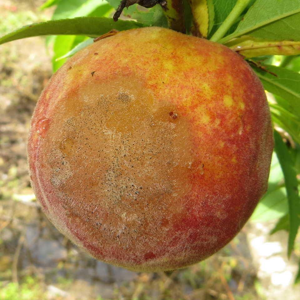 Fruto com podridão-mole e formação inicial de micélio e esporângios do fungo na superfície da lesão