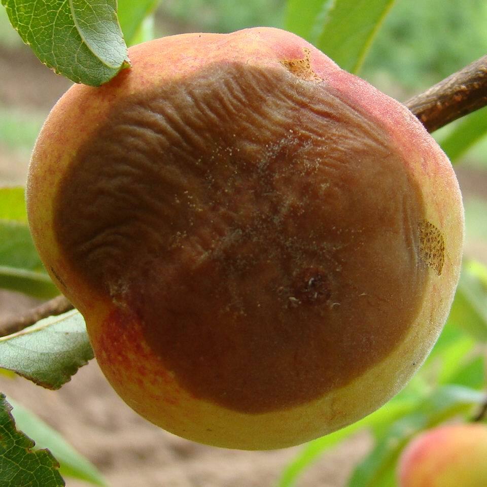 Fruto com podridão-mole e formação inicial de micélio e esporângios do fungo na superfície da lesão