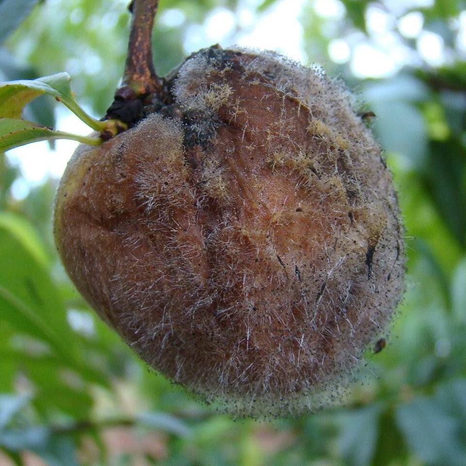 Fruto com podridão-mole e formação abundante de micélio e esporângios (bolinhas pretas na ponta das hifas) do fungo
