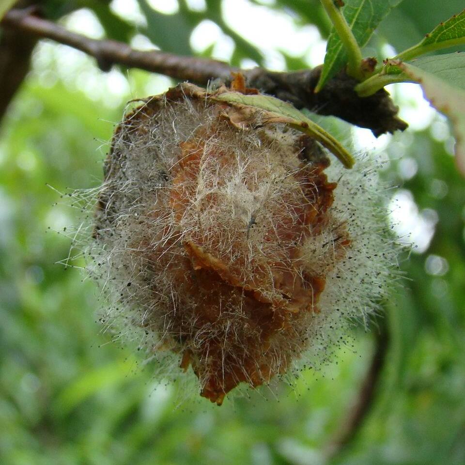 Fruto com podridão-mole bastante avançada e formação abundante de micélio e esporângios (bolinhas pretas na ponta das hifas) do fungo