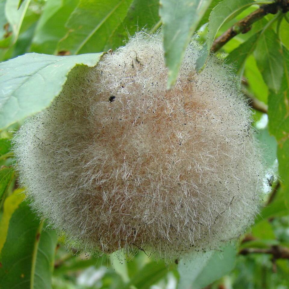 Fruto com podridão-mole e formação abundante de micélio e esporângios (bolinhas pretas na ponta das hifas) do fungo