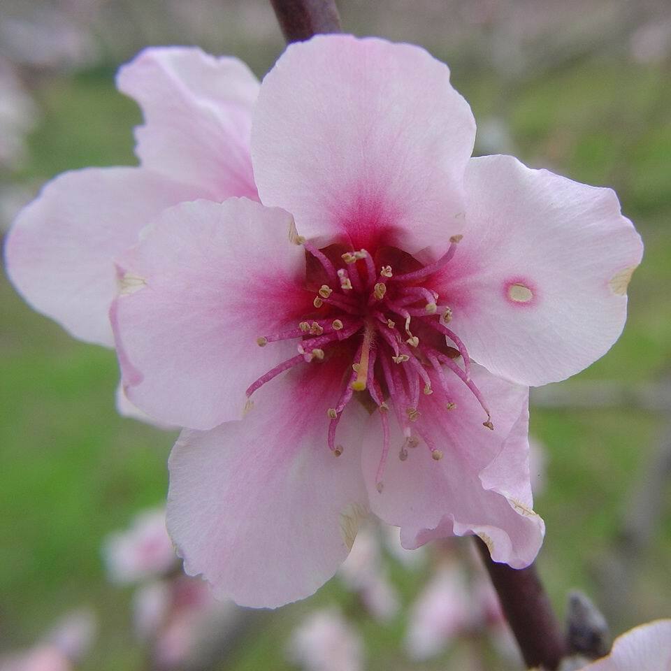 Flor com necrose nas pétalas, causada por podridão-parda