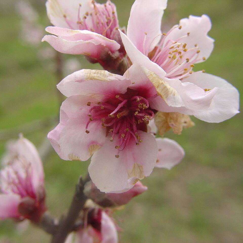 Flores com necrose causada por podridão-parda