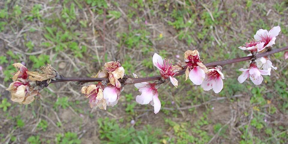Flores com necrose causada por podridão-parda