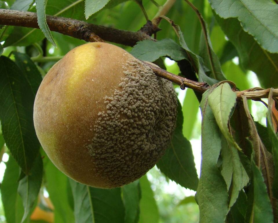 Fruto com podridão-parda, com formação intensa de esporos em um dos lados