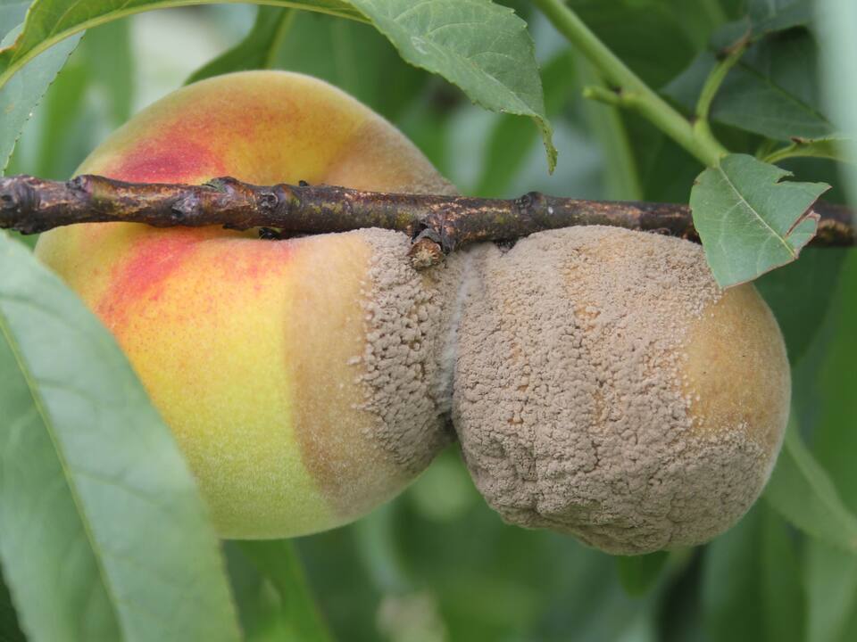 Frutos com podridão-parda, com formação intensa de esporos