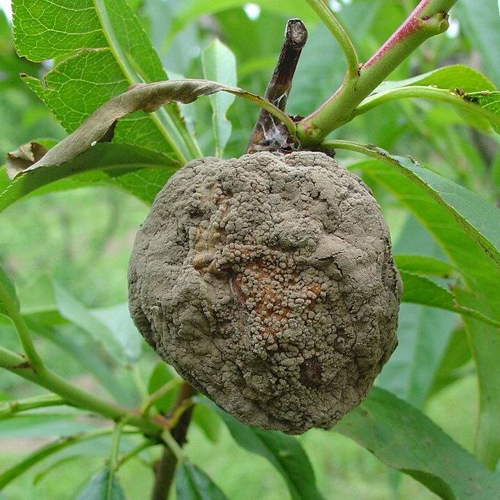 Fruto mumificado por ataque de podridão-parda