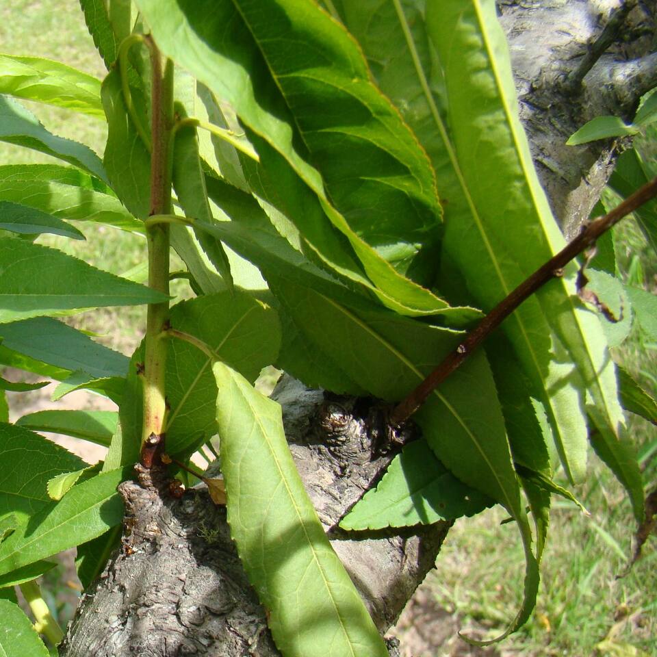 Cancro na base do ramo