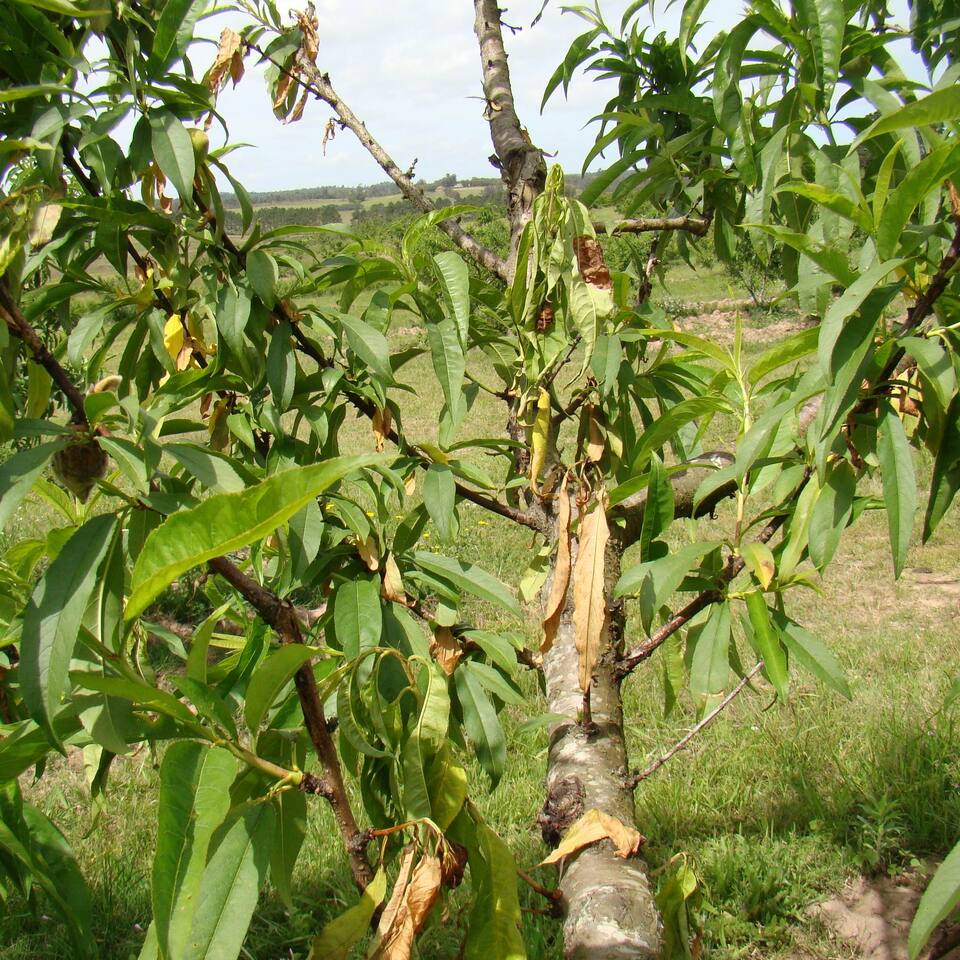 Ramos murchos devido a queima dos ramos