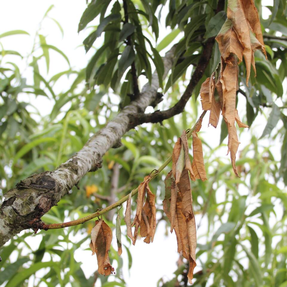 Ramos murchos e secos devido a queima dos ramos