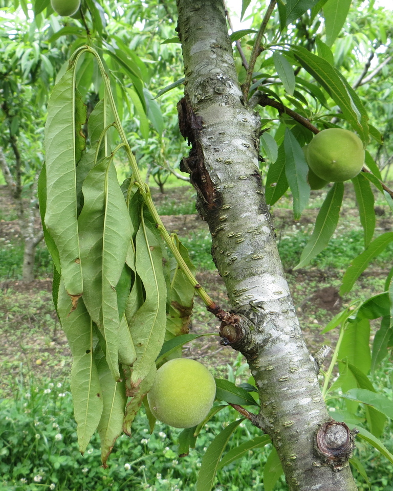 Ramos com folhas murchas e secas devido a queima dos ramos