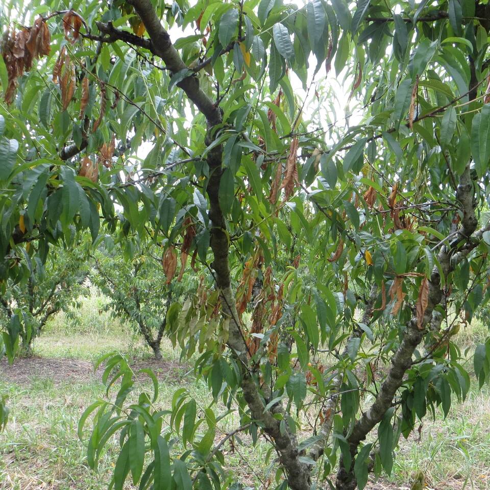 Ramo murcho com cancro da queima dos ramos na base