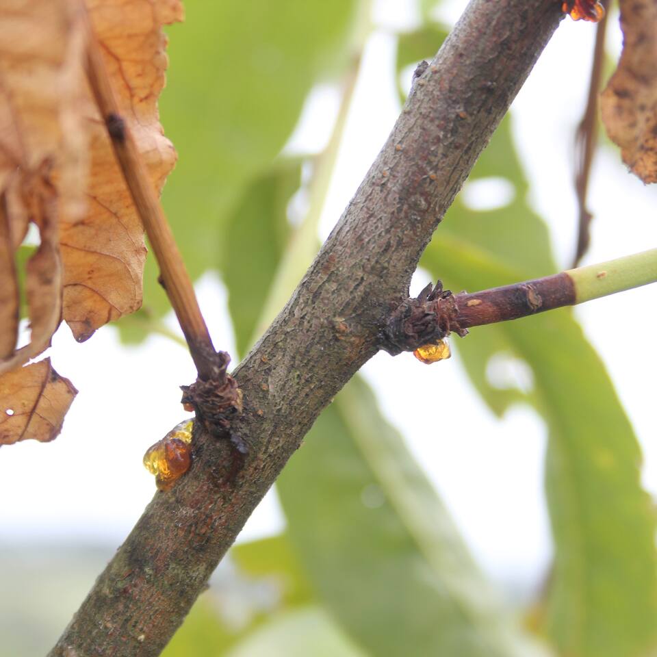 Ramos murchos e secos devido a queima dos ramos